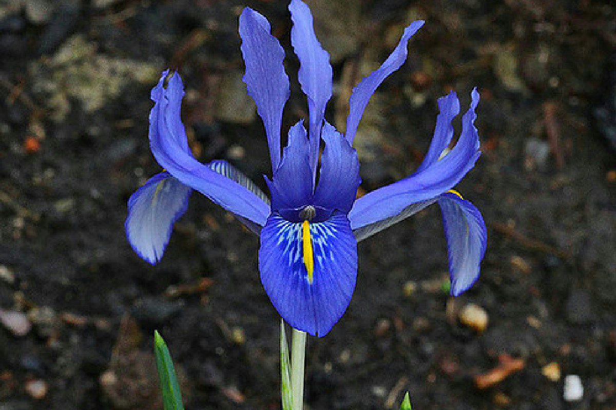 Ecco quali bulbi resistenti piantare ora: il giardino esploderà di colore già in inverno