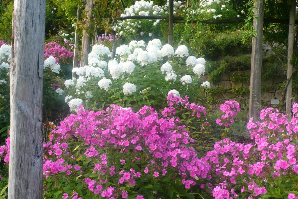 Ecco quali bulbi resistenti piantare ora: il giardino esploderà di colore già in inverno