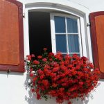 Gerani senza fiori? Ecco il motivo insospettabile che blocca la fioritura sul tuo balcone