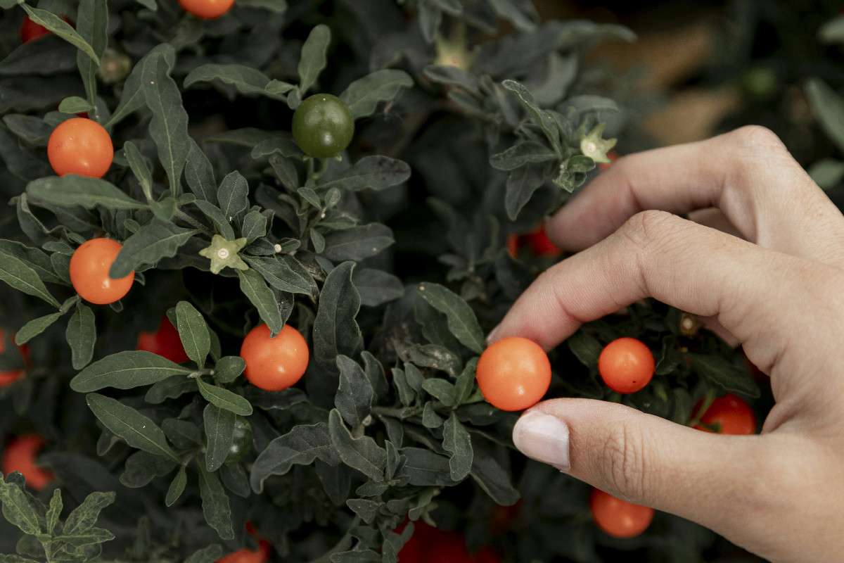 Hai mai sognato un raccolto perfetto in giardino? Scopri come coltivare piante da frutto con successo