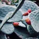 Hai mai sognato un raccolto perfetto in giardino? Scopri come coltivare piante da frutto con successo