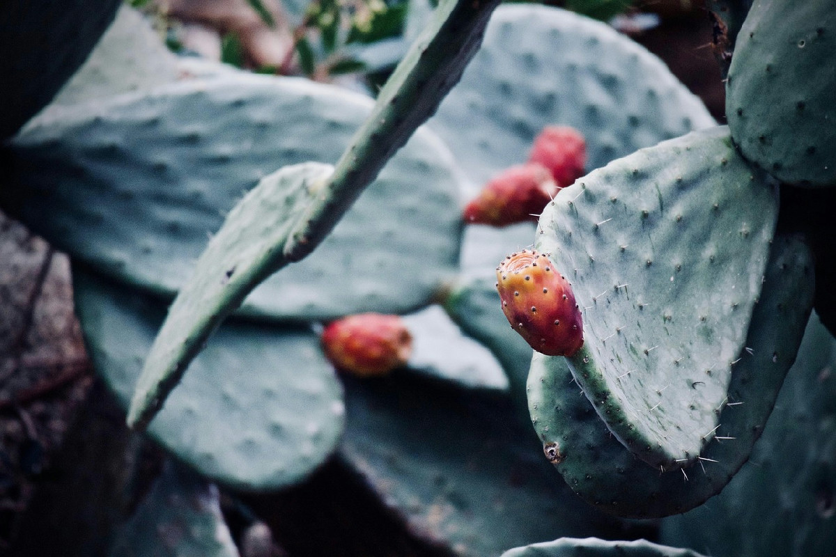 Hai mai sognato un raccolto perfetto in giardino? Scopri come coltivare piante da frutto con successo