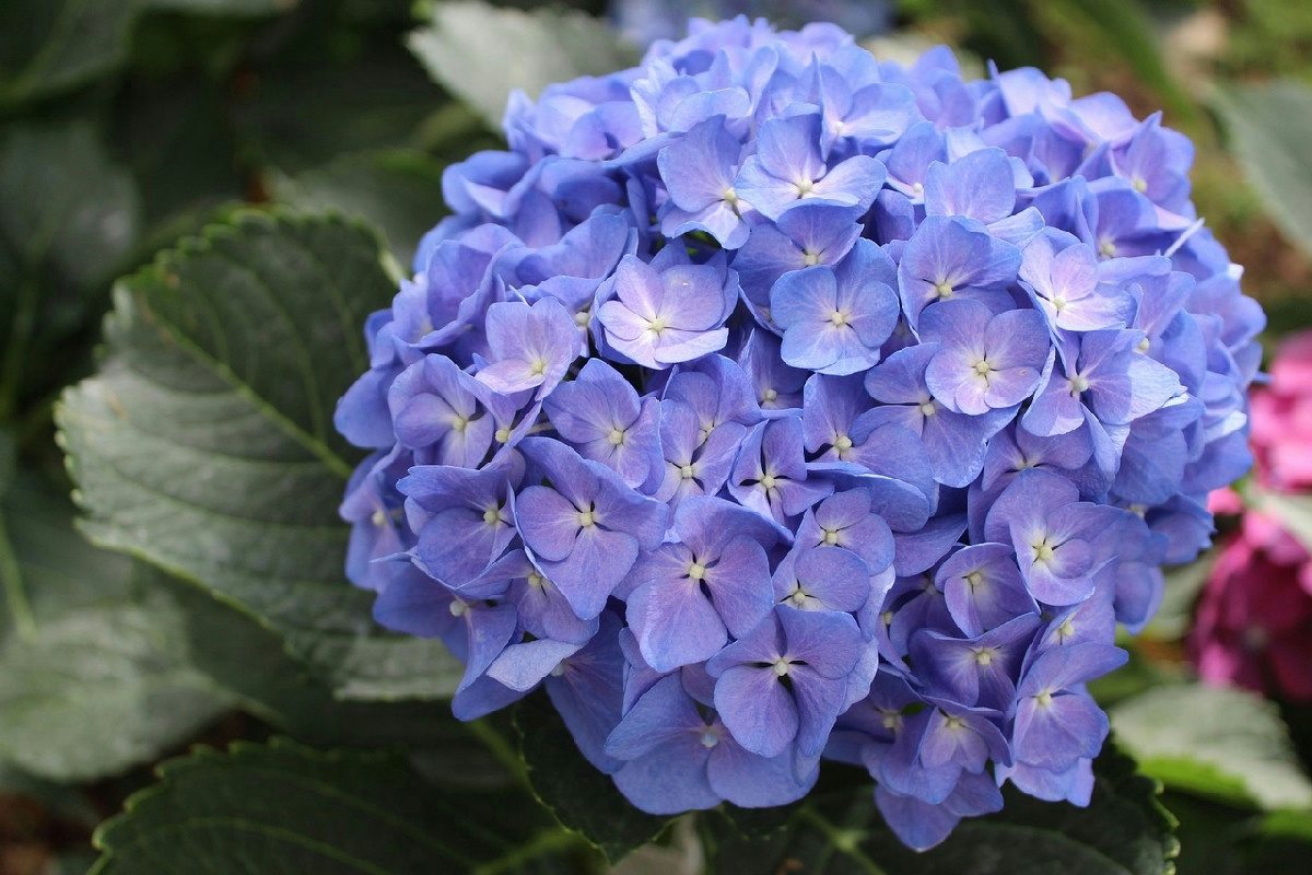 Marzo e ortensie: i 5 passaggi essenziali che ogni giardiniere segue per una esplosione di fiori