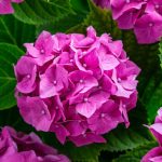 Marzo e ortensie: i 5 passaggi essenziali che ogni giardiniere segue per una esplosione di fiori