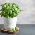 Il mio basilico rimane verde e fragrante tutto l’inverno: i miei trucchi per un vaso perfetto