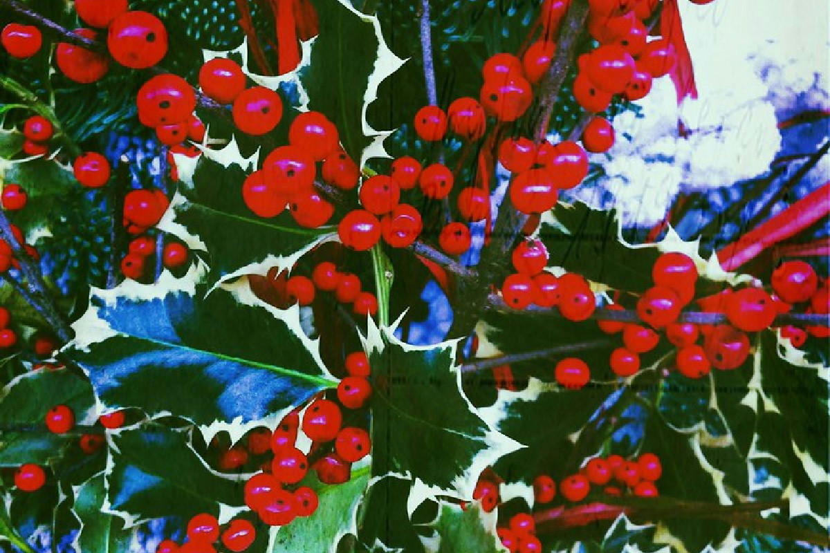 Il pungitopo tra tradizione e bellezza: storia, segreti e consigli per farlo prosperare ovunque