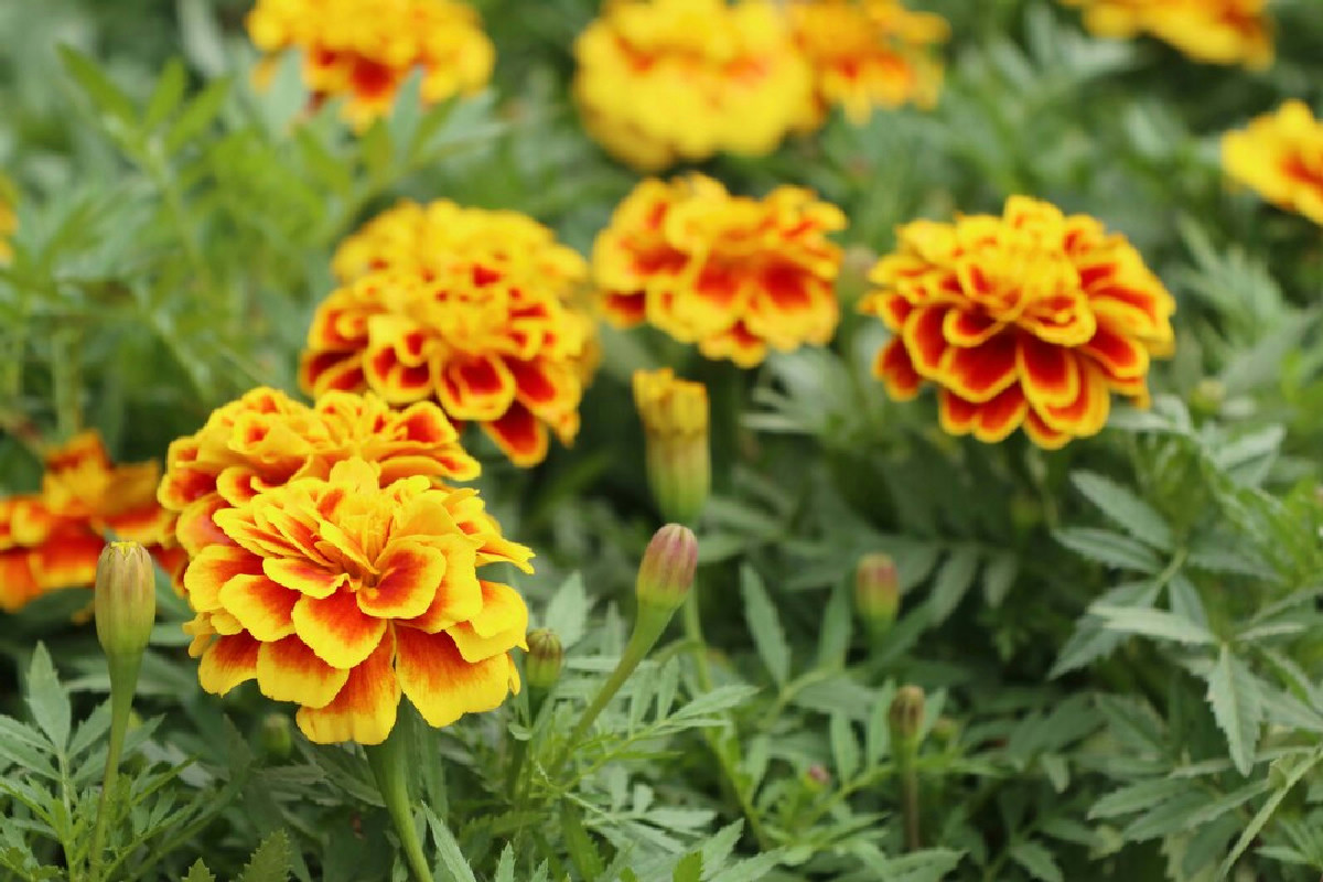 Questa pianta protegge i pomodori dalle malattie: scopri dove metterla per un raccolto perfetto