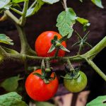 Questa pianta protegge i pomodori dalle malattie: scopri dove metterla per un raccolto perfetto