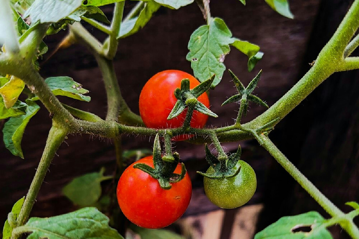 Questa pianta protegge i pomodori dalle malattie: scopri dove metterla per un raccolto perfetto