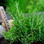 Rosmarino secco e legnoso? Il trucco pratico per farlo rifiorire in casa e sul balcone