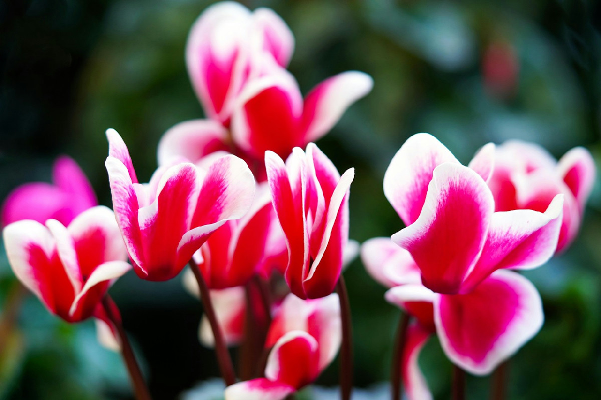 Il trucco per ciclamini spettacolari: ecco come annaffiarli davvero per mesi di fioritura