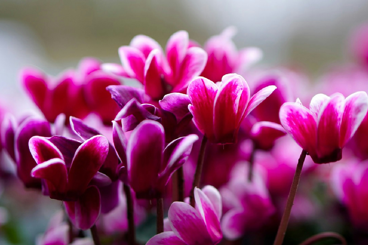 Il trucco per ciclamini spettacolari: ecco come annaffiarli davvero per mesi di fioritura